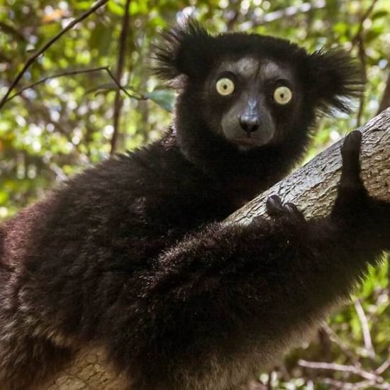 The lemur indri in Andasibe