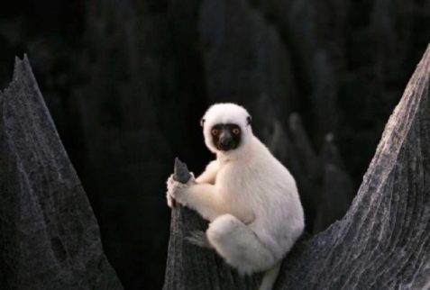 Lemur on the Tsingy